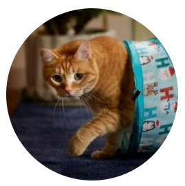 Chewy eGift Card